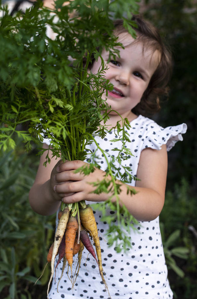 Carrots from small organic farm. Kid farmer hold multi colored c - Zdjęcie, obraz