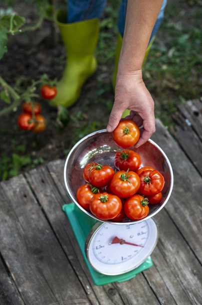 Woman puts tomatoes on scales. Home organic garden.  - Φωτογραφία, εικόνα