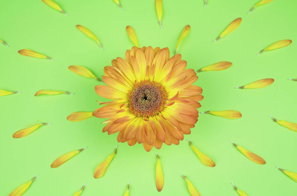 Квітковий плоский лежачий фон
 - Фото, зображення