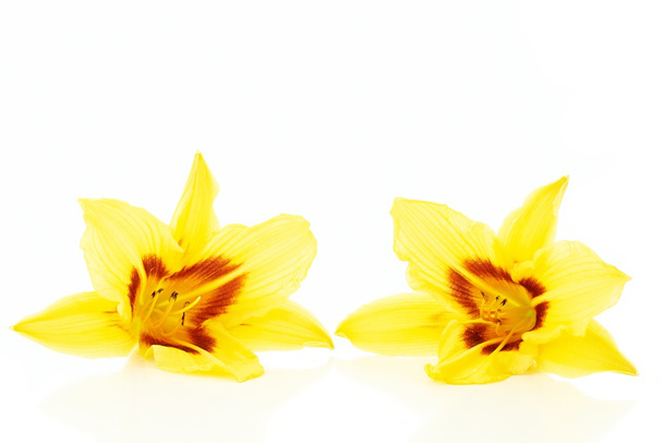 Flores de lirio
 - Foto, Imagen