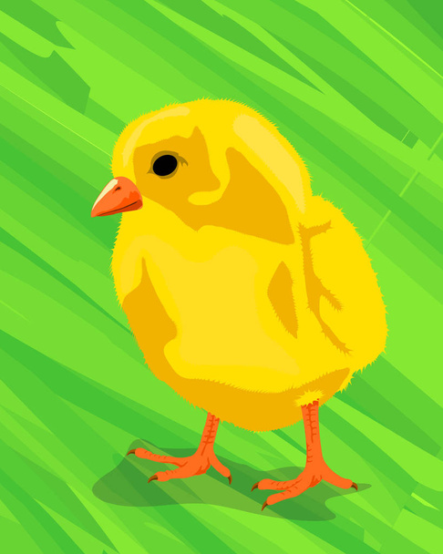 Chicken on the green - Vetor, Imagem