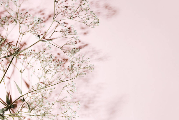 trockenes Gras und Schatten auf rosa, korallenfarbenem Hintergrund. minimalistisch - Foto, Bild