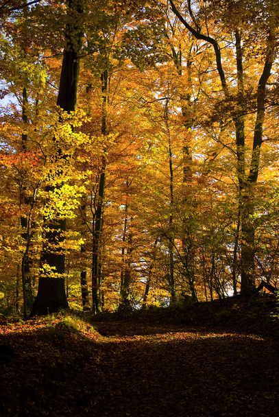 golden autumn forest - Foto, Imagem