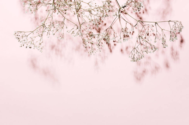Dry grass and shade on a pink, coral background. Minimalistic de - Photo, Image