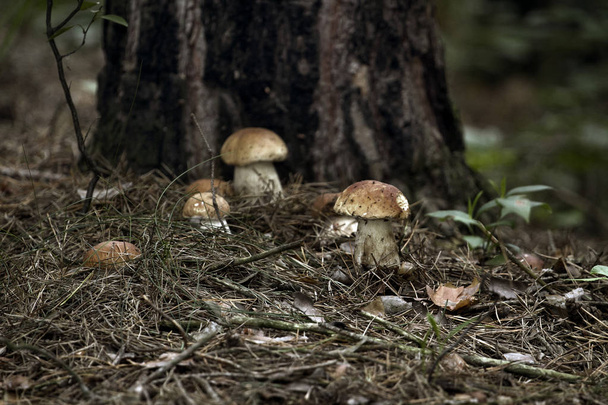 μανιτάρια στο δάσος - Φωτογραφία, εικόνα