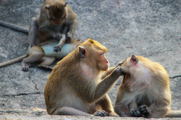 Μαϊμού κοιτάζει τσιμπούρι. - Φωτογραφία, εικόνα