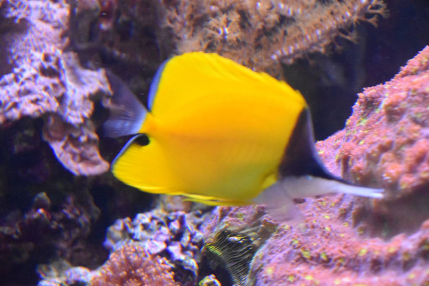 Красочная рыба в воде в аквариуме
 - Фото, изображение