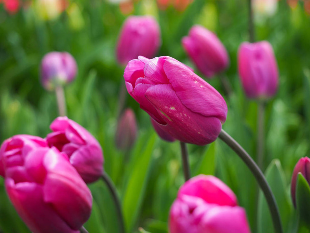 Beautiful tulips in spring Symbol of the country of the Netherla - Photo, Image