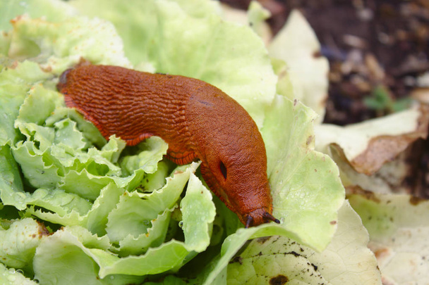 red slug on salad in the garden - Photo, Image