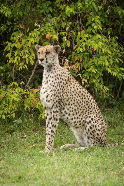 Gepard sitzt auf Gras am grünen Strauch - Foto, Bild