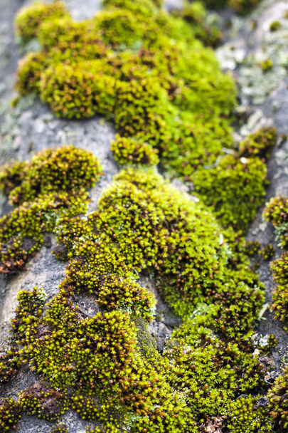 Yağmur sonra yeşil yosun ile kaplı eski kayrak çatı closeup - Fotoğraf, Görsel