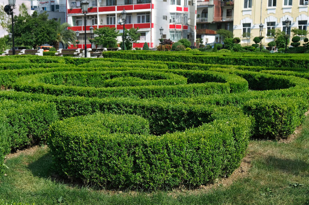 Arbustos cuadrados en la plaza en el centro de la ciudad. Recorte de arbustos verdes para el diseño del paisaje
. - Foto, imagen