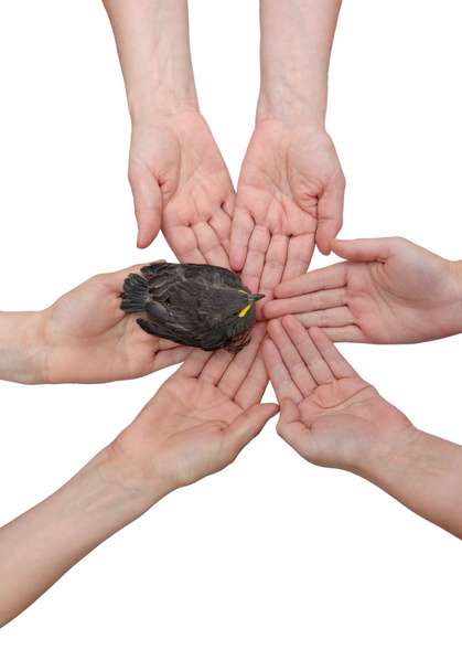 Blackbird käsissä yhdessä pystysuora
 - Valokuva, kuva
