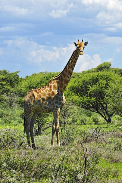 closeup view of Giraffe at Etosha National Park, Namibia, Africa - Fotó, kép