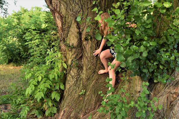 muchacha vestida baja de un árbol - Foto, imagen