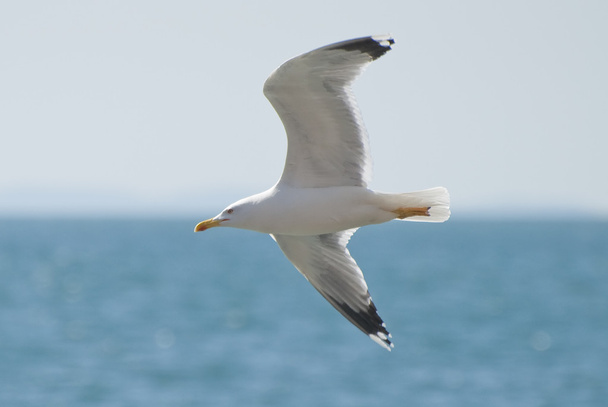 Seagull in flight - Photo, Image
