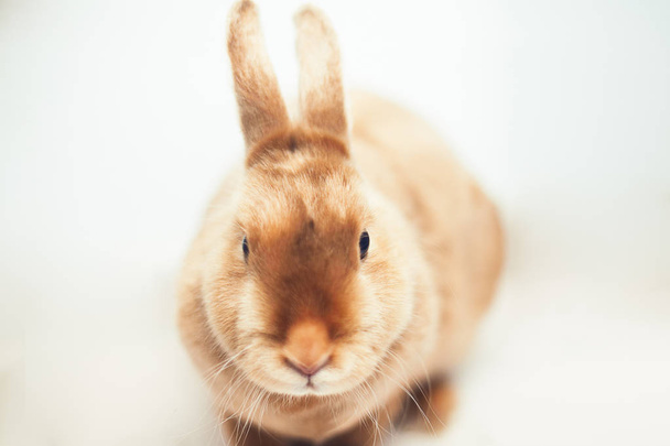 Red rabbit on white background - Foto, afbeelding