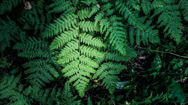 Beautiful green leaf of a fern in dark lighting on the background of summer leaves - Photo, Image