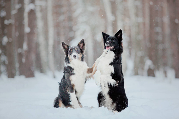 Two Border collie dogs. Winter forest. Snowing background - Foto, imagen