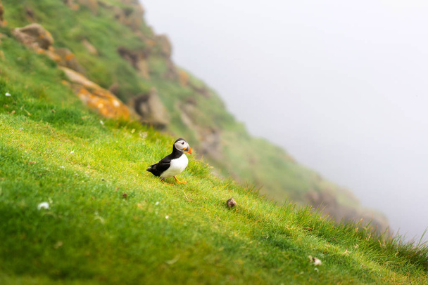 Puffin walking in a grass on Mykines, Faroe Islands. - Foto, imagen