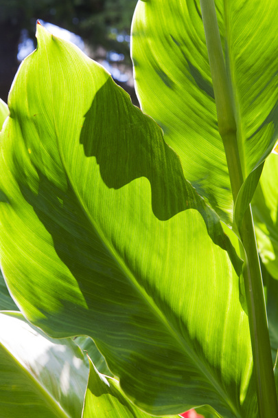 Taze yeşil yaprak arkaplanı - Fotoğraf, Görsel