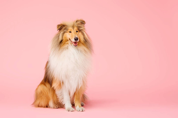 Cute Rough Collie dog on pink background - Photo, image