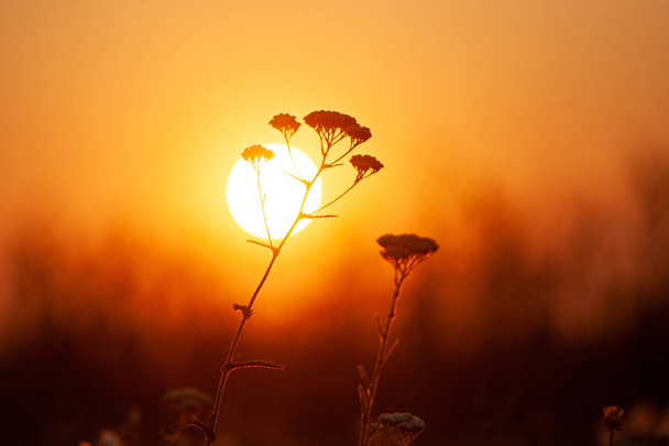 Трава крупным планом против оранжевого заката солнца. Глубина резкости, тонированное изображение
. - Фото, изображение