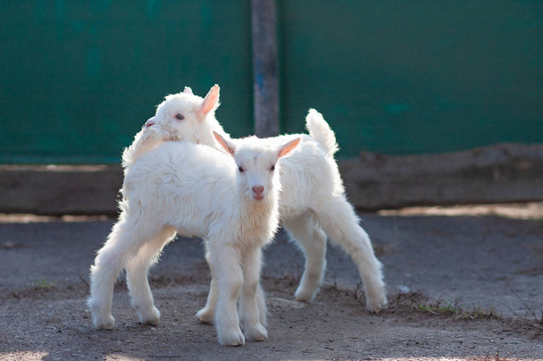 Белые милые козлята, исследующие мир
 - Фото, изображение