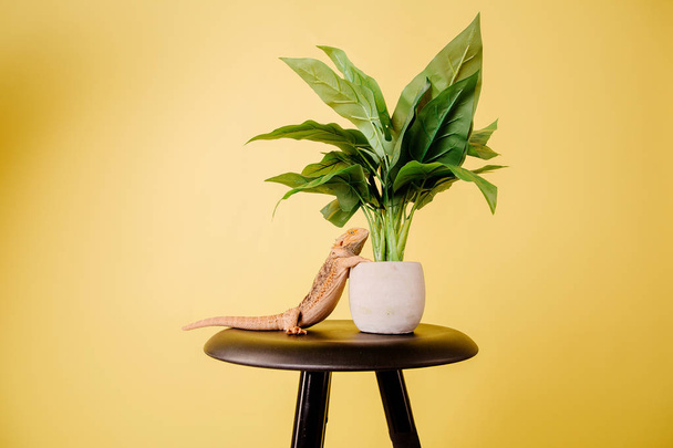 close up of dragon lizard and plant in pot on yellow background - 写真・画像
