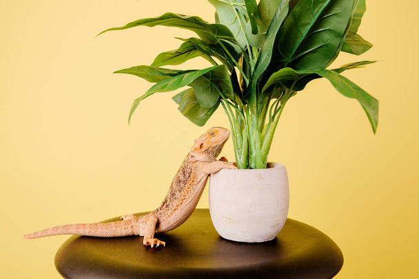 close up of dragon lizard and plant in pot on yellow background - Φωτογραφία, εικόνα
