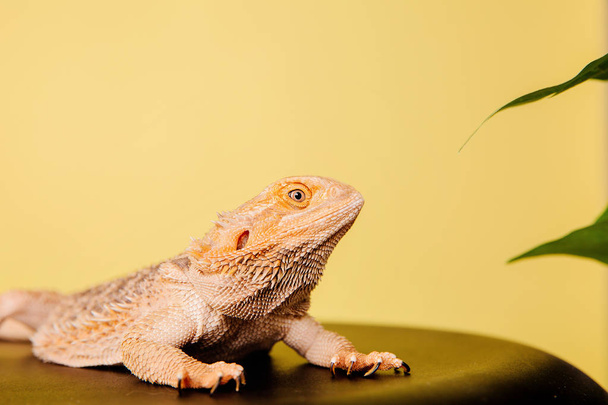 close up of dragon lizard on chair on yellow background - Fotó, kép