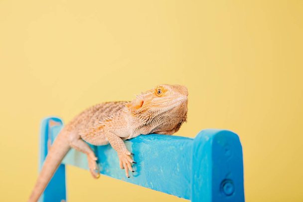 close up of dragon lizard on blue chair on yellow background - Fotó, kép