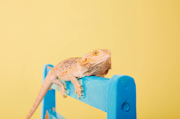 close up of dragon lizard on blue chair on yellow background - Φωτογραφία, εικόνα