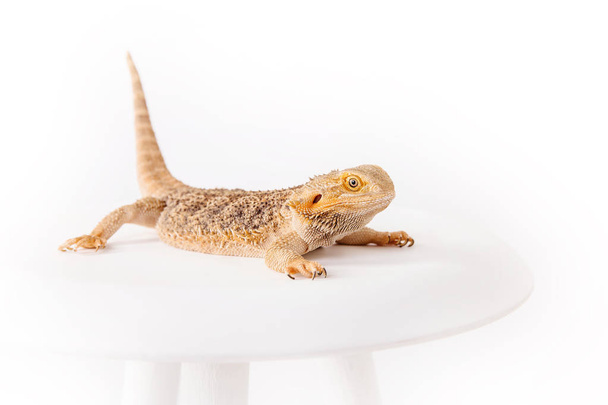 close up of dragon lizard on chair isolated on white background - Photo, image