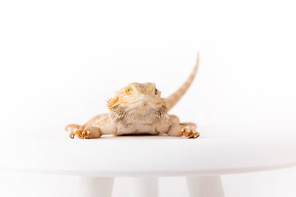 close up of dragon lizard on chair isolated on white background - Zdjęcie, obraz