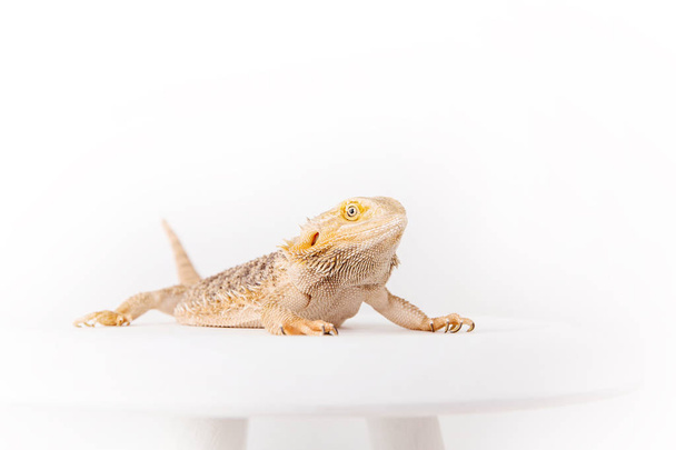 close up of dragon lizard isolated on white background - Фото, зображення