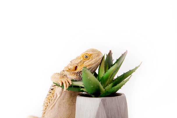 close up of dragon lizard and cactus in pot on white background - Foto, afbeelding