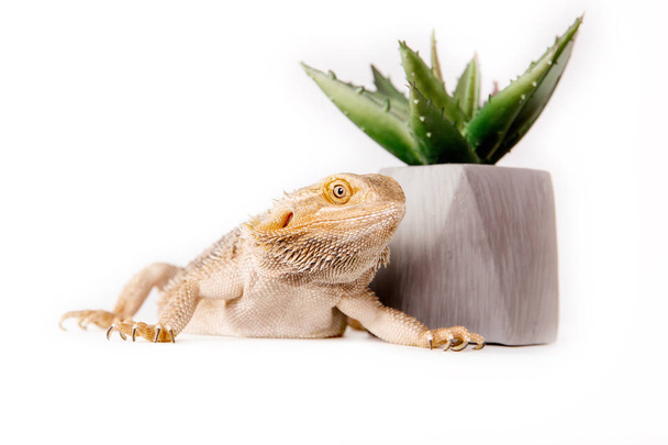 close up of dragon lizard and cactus in pot on white background - Фото, зображення