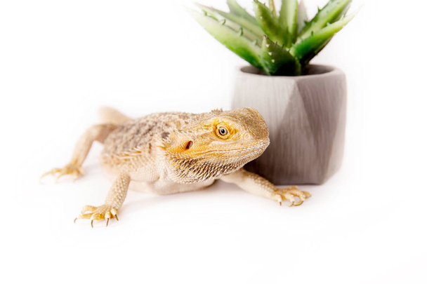close up of dragon lizard and cactus in pot on white background - Photo, image