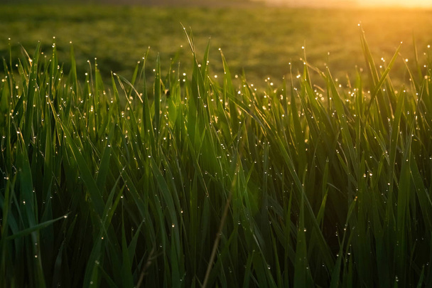 Při východu slunce na jaře na pozadí slunečního svitu klesá zelená tráva s rosou. Krása přírody. Close-up. Kontrola fokusu - Fotografie, Obrázek