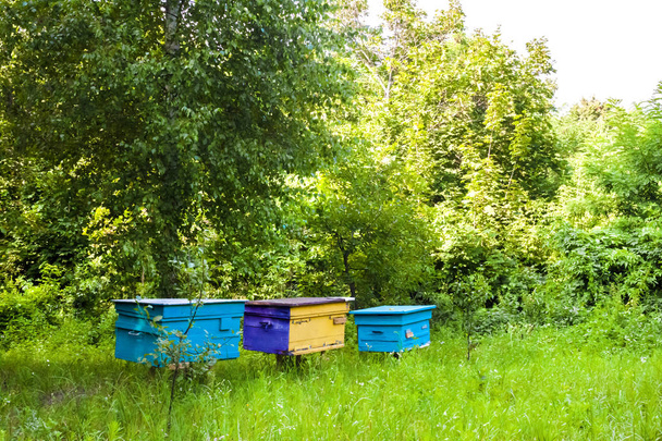 Colorful hives in apiary in a summer garden - Photo, Image