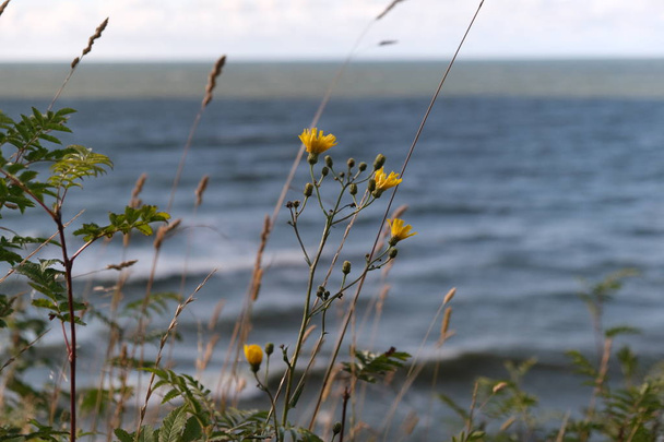 Blick auf das stürmische Meer. gelbe Blumen auf dem Hintergrund Meer wav - Foto, Bild