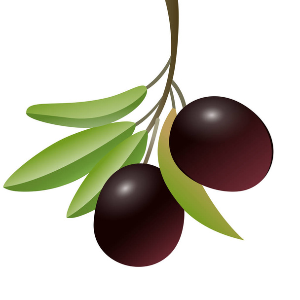Realistic olive branch with berries on a white background - Vector, Image