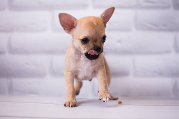 Chihuahua puppy spitz dog pet yorkshire terrier - Photo, Image