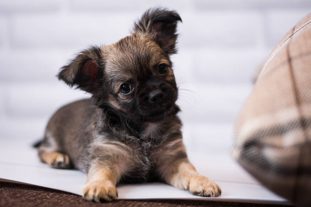 Чихуахуа цуценя шпіц собака Pet Йоркшир тер'єр - Фото, зображення