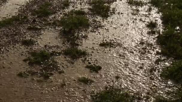 δυνατή βροχή, λάσπη και γρασίδι - Πλάνα, βίντεο