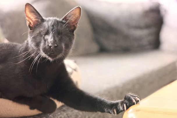 Kör, siyah kedi kanepede rahatlatıcı. - Fotoğraf, Görsel