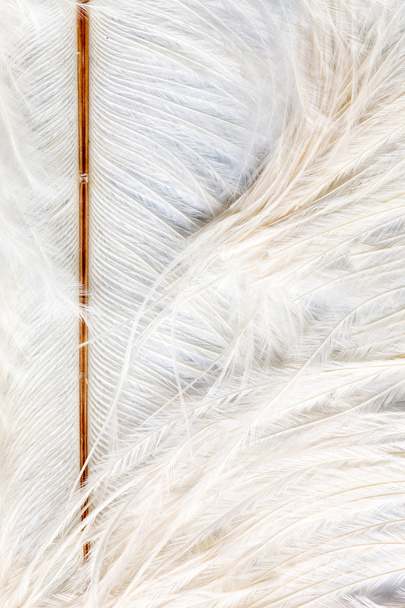 Color feathers - Foto, Imagem