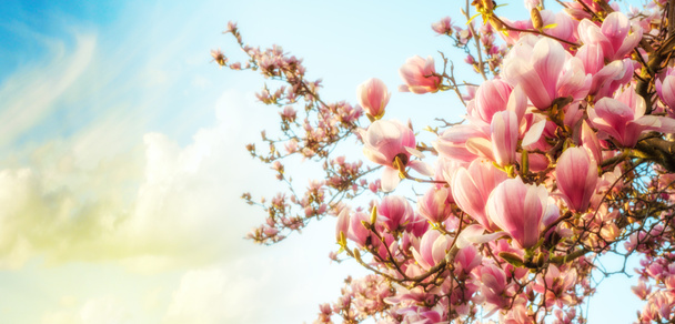Magnolia drzewo kwiat z kolorowe niebo na tle - Zdjęcie, obraz