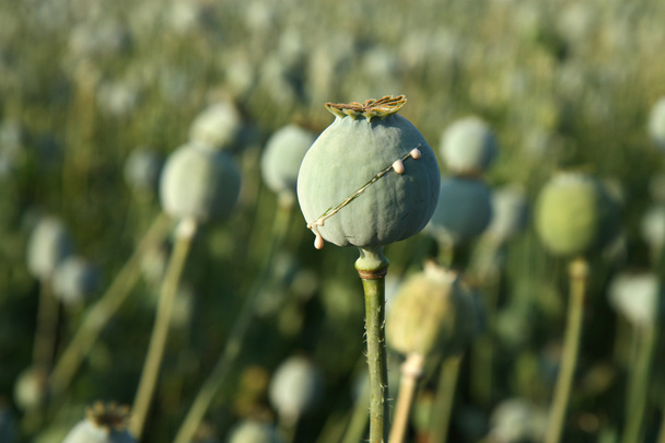 Oopiumin korjuu unikosta pellolla
 - Valokuva, kuva